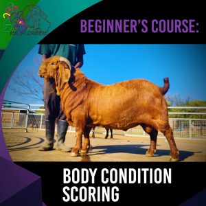 Beginners course: 1.3 body condition scoring: (25.06)