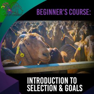 Beginners Course for Goats: 1.1 Introduction to selection and goals (21.18)