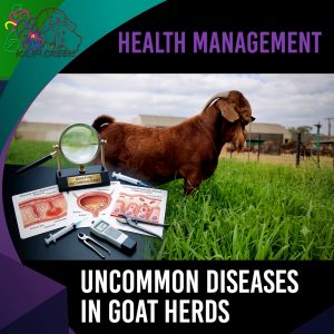 Navigating Uncommon Diseases in Your Goat Herd Dr Nico du Preez) 00.48.03