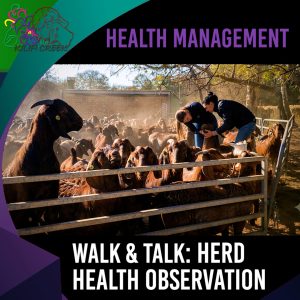 Walk & Talk: Practical Herd Observation and Daily Management (Antoinette Dry)