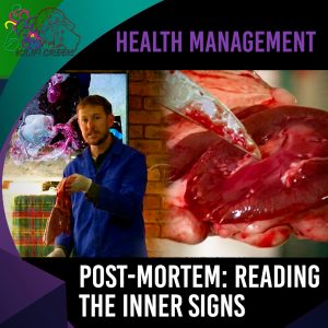 Post-Mortem Demonstration: Reading the Inner Signs (Dr Nico du Preez) 00.48.45