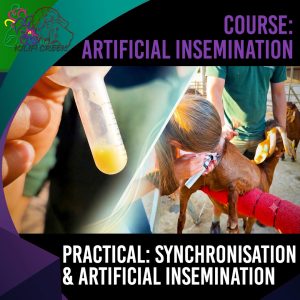 Practical: Synchronisation & Artificial Insemination