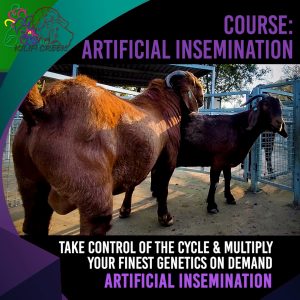 AI Full Course