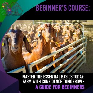 Beginners Course – Full Access